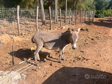 Asini di razza sarda