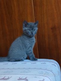 Scottish Straight,colore Blu,Grigio-Grigio/Antraci