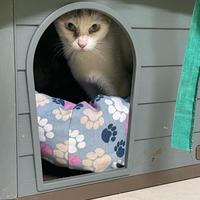 Toffee gattina di 3 anni adozione del cuore