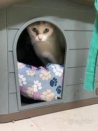 Toffee gattina di 3 anni adozione del cuore