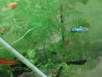 Pesci acquario tropicale Guppy endler platy caridi