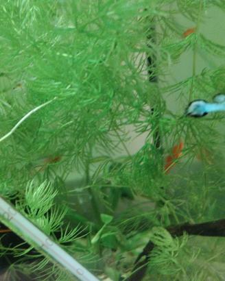 Pesci acquario tropicale Guppy endler platy caridi