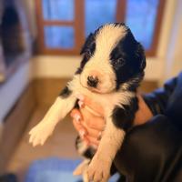 Cuccioli di Border Collie