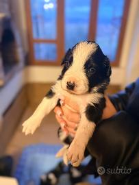 Cuccioli di Border Collie