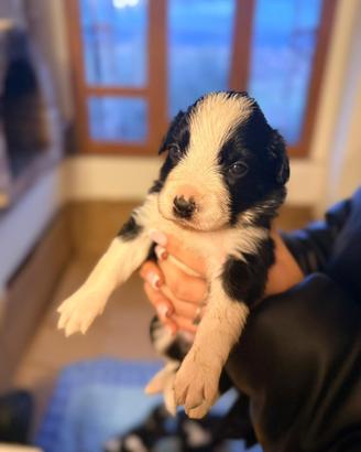 Cuccioli di Border Collie