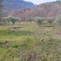 Abruzzo, Terreno agricolo- ULIVETO