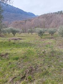 Abruzzo, Terreno agricolo- ULIVETO