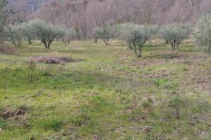 Abruzzo, Terreno agricolo- ULIVETO