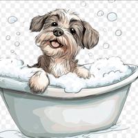 Toelettatore disposto ad insegnare