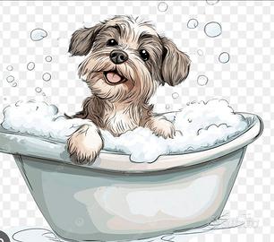 Toelettatore disposto ad insegnare