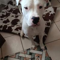 DOGO argentino bello e bravissimo