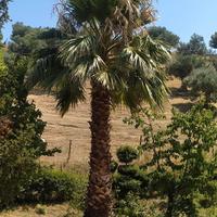 palma da giardino