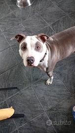 Amstaff originale