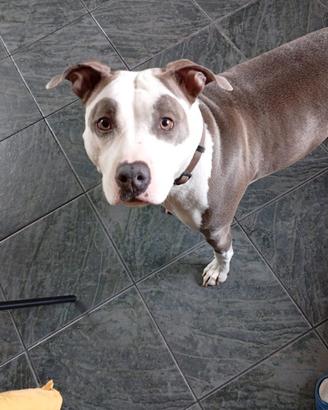 Amstaff originale