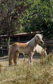 Cavallo Haflinger