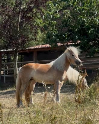 Cavallo Haflinger