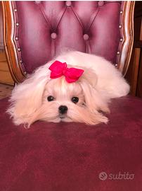 Maltese coreana femmina