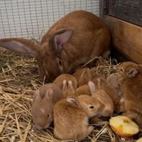 Conigli fulvo di Borgogna