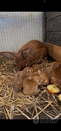 Conigli fulvo di Borgogna