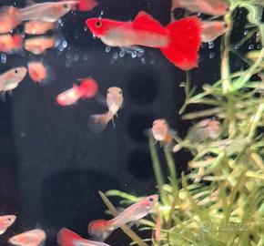Guppy red nose koi pesci tropicali