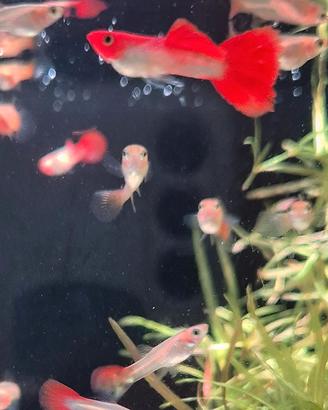 Guppy red nose koi pesci tropicali