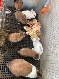 Coniglietti da compagnia