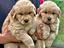 Immagine 13