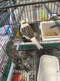 canarini novelli