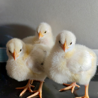 Pulcini di Galline Sussex Columbia