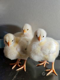 Pulcini di Galline Sussex Columbia