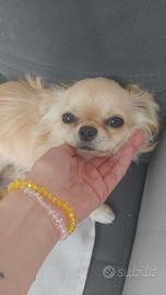 Chihuahua monta