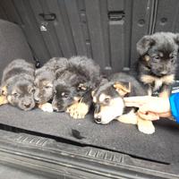 Cuccioli mix pastore tedesco