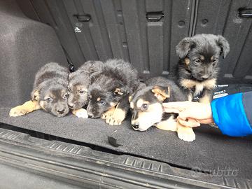 Cuccioli mix pastore tedesco