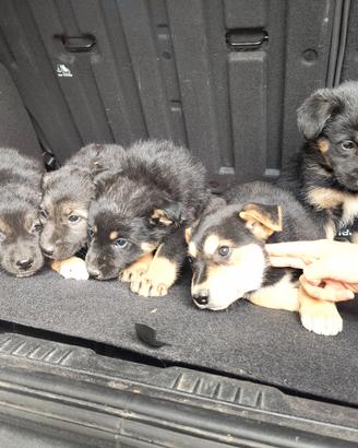 Cuccioli mix pastore tedesco