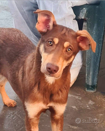 Animali da comoagnia