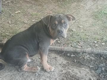 American bully