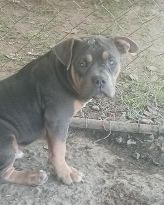 American bully