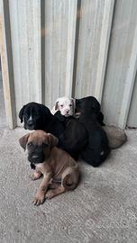 Cuccioli cane corso