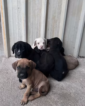 Cuccioli cane corso