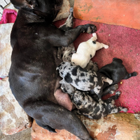 Bulldog francese cuccioli
