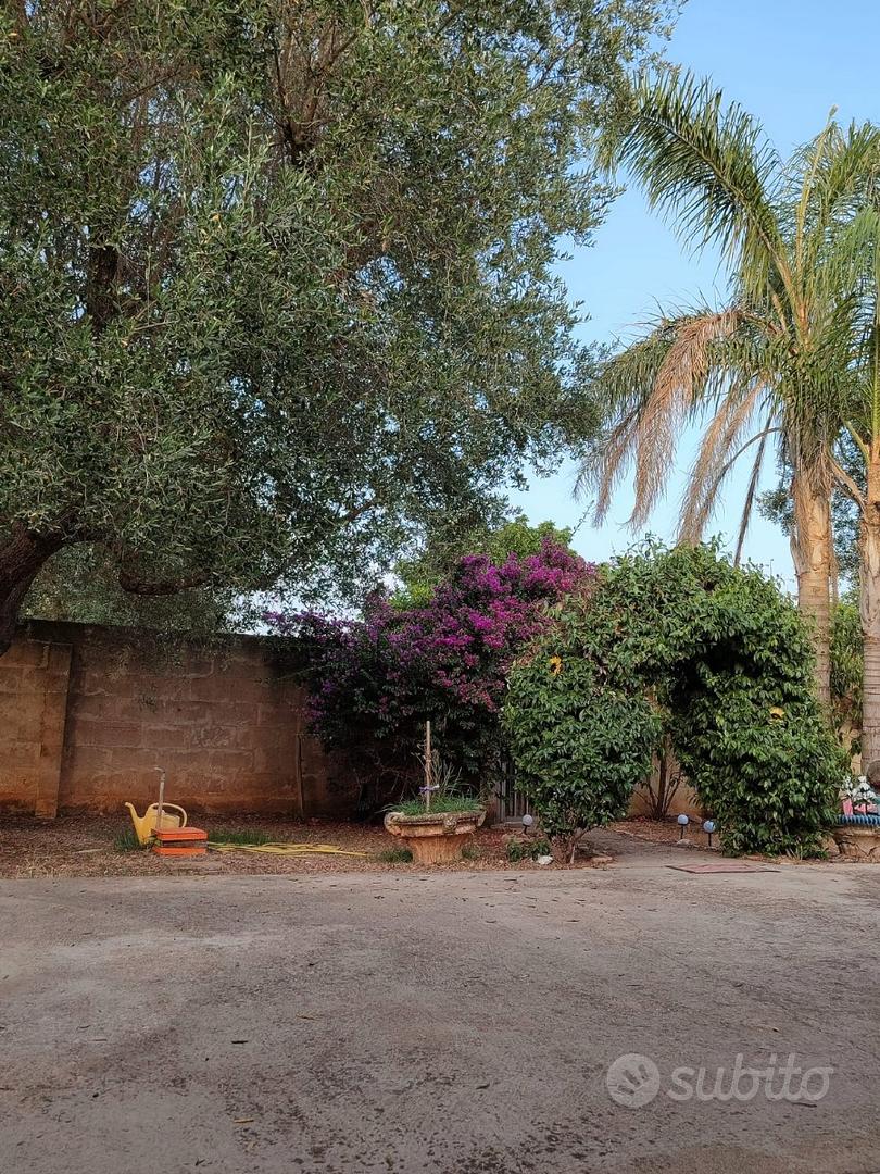 ? Villa in campagna con uliveto e ampio giardino - Vista 5