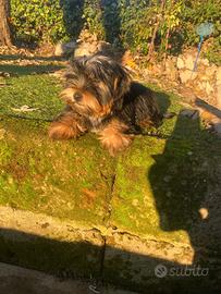 Yorkshire Toy maschio