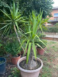 Yucca Alberello