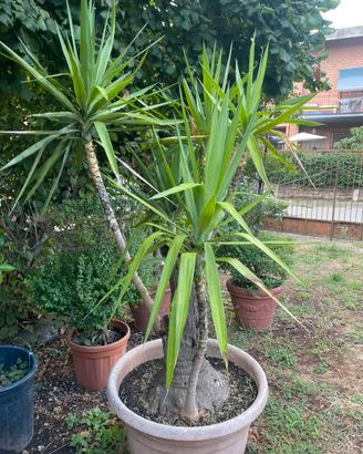 Yucca Alberello
