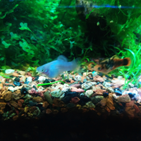 Platy bicolore sale e pepe