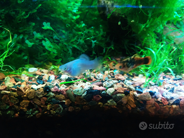 Platy bicolore sale e pepe