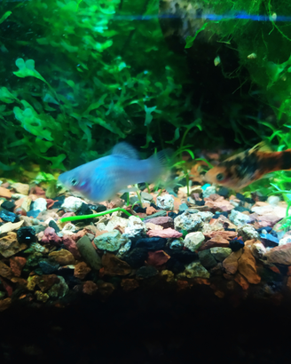 Platy bicolore sale e pepe