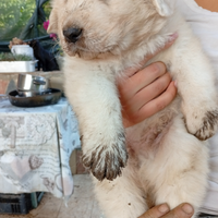Cuccioli di pastore maremmano abruzzese