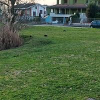 TAGLI ERBA PROFESSIONALI