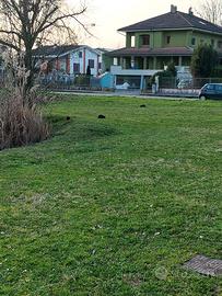 TAGLI ERBA PROFESSIONALI